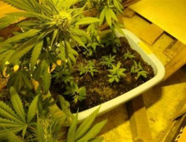 Αμφιλοχία: Στα χέρια της ΕΛ.ΑΣ. συμμορία που έστηνε εργαστήριο υδροπονικής κάνναβης